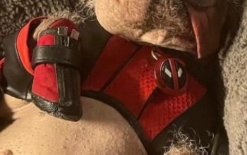 23 Dogpool Deadpool 3 Check Out New Photo of Dogpool from Deadpool 3